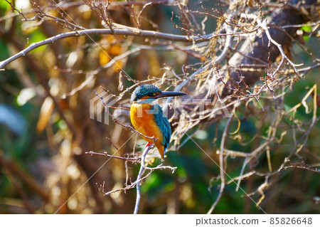 Right-facing kingfisher 85826648