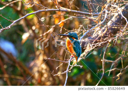 Left-headed kingfisher 85826649