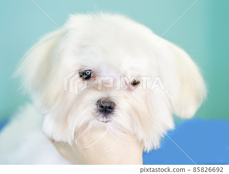 Maltese puppy portrait close-up on turquoise background Maltese puppy portrait close-up on turquoise background 85826692