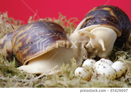 Two adult snails Archachatina Egregia protect their eggs Two adult snails Archachatina Egregia protect their eggs 85826697