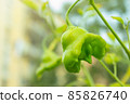 Green bell shaped chilli alone in the garden well lit 85826740