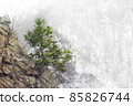 Lonely pine trees growing on the rocks in the mountains 85826744