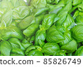 Fresh delicious basil background with copy space for text 85826749