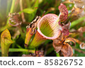 Clear bright shot of exotic beautiful pitcher carnivorous plant 85826752