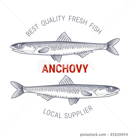 Anchovy in engraving style, label for fish producers or restaurant, vector Anchovy in engraving style, label for fish producers or restaurant, vector 85826954