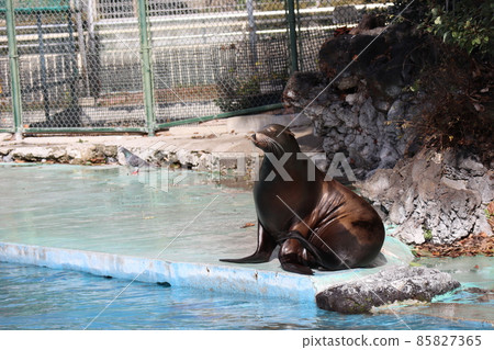 A landscape of California sea lions sitting at the zoo's pool site with their heads bent 85827365