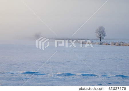 站立在一個多雪的領域的樹 站立在一個多雪的領域的樹 85827376
