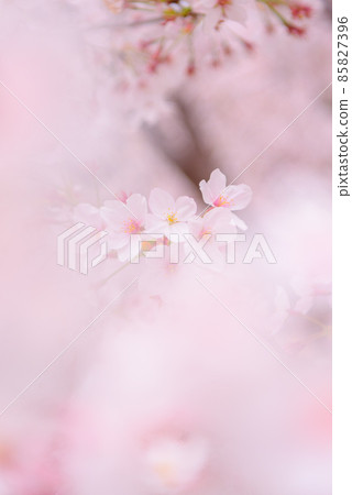 Cherry blossoms in full bloom that bloom vividly Cherry blossoms in full bloom that bloom vividly 85827396
