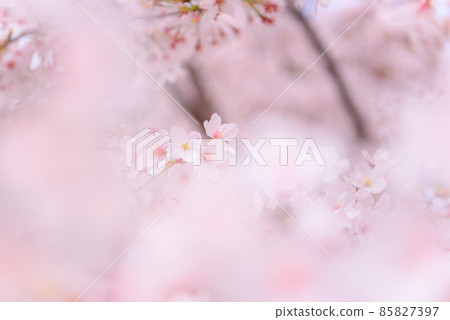 盛開的櫻花生動地綻放 盛開的櫻花生動地綻放 85827397