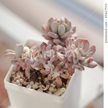 Pachyveria Scheideckeri var. Albo-Carinata in white pot Pachyveria Scheideckeri var. Albo-Carinata in white pot 85827533