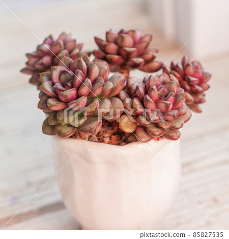 Graptoveria amethorum flowers, succulent plant 85827535
