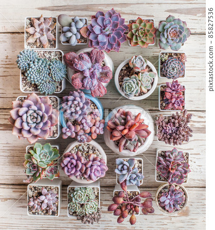 Succulents flowers echeveria linguas, tolimanensis, esther, trumpet pinky and sedums, pachyveria 85827536