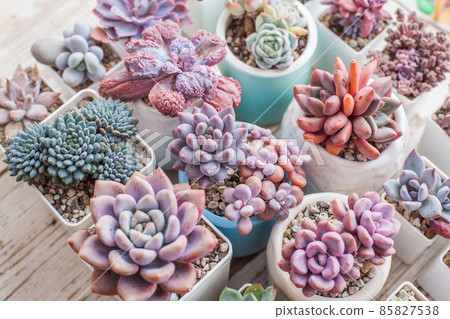 Colorful flowers succulent, top view composition 85827538