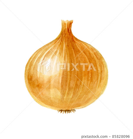 Watercolor illustration of onions Watercolor illustration of onions 85828096