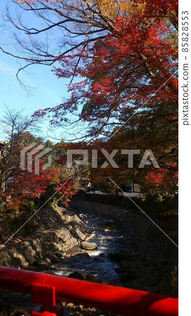 Autumn leaves of Shuzenji Autumn leaves of Shuzenji 85828553