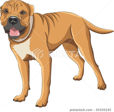 Vector drawing of an American Staffordshire Terrier. 85830285