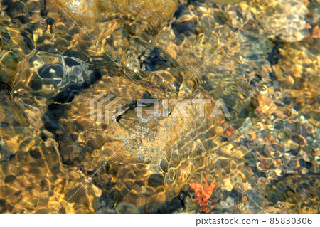 山澗的石頭上有一隻杜鵑 85830306