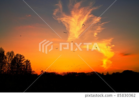 夕陽的天空中飛翔的野鳥 夕陽的天空中飛翔的野鳥 85830362