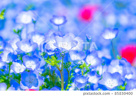 Nemophila Nemophila 85830400