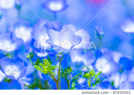 Nemophila 85830401