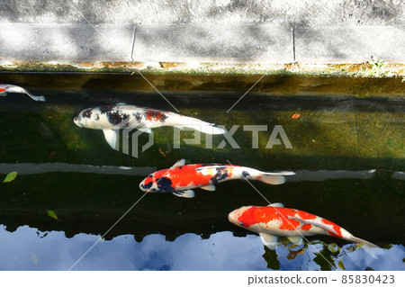 Usuki Castle Town Samurai Residence Inaba Residence Usuki Castle Town Samurai Residence Inaba Residence 85830423