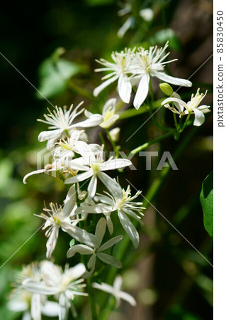 2371 Clematis 2371 Clematis 85830450