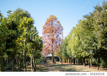 Soka Park Platanus in front of Higashiya / Saitama Prefecture 85830528