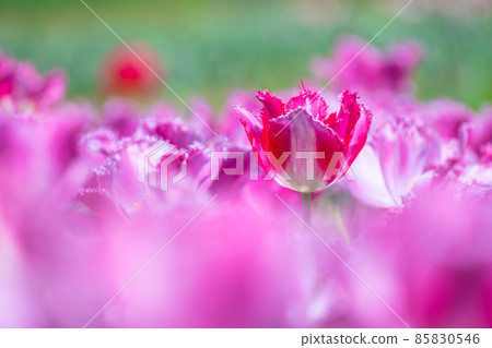 Fringe blooming tulips Fringe blooming tulips 85830546
