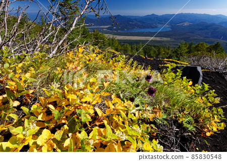 View of yellow leaves, thistle flowers and Lake Yamanaka on the Mt. Fuji Subashiri mountain trail 85830548