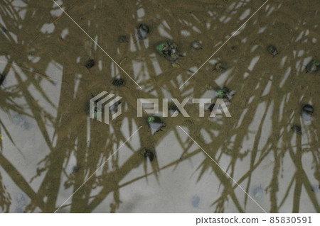 Snail in the paddy field 85830591
