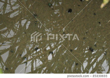 Rice field snail 85830693