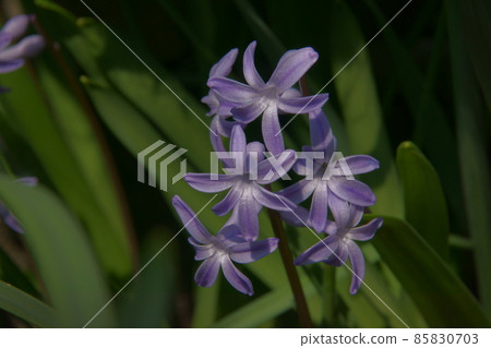 Hyacinth 85830703