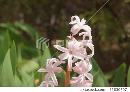 Hyacinth 85830707