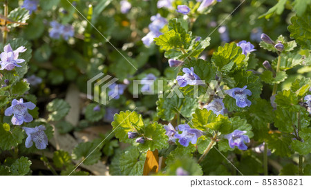 Glechoma grandis 沾滿晨露 / 春唇形科野草 85830821