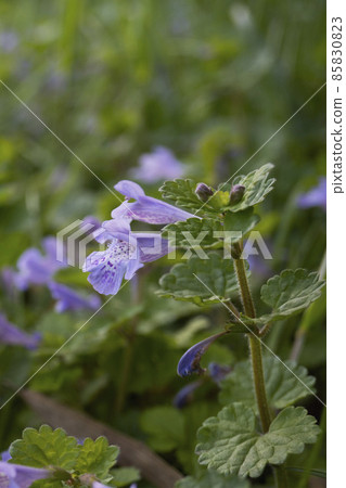 Glechoma grandis/春唇形野花花蕾特寫 85830823
