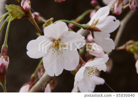 Sakura Sakura 85830840