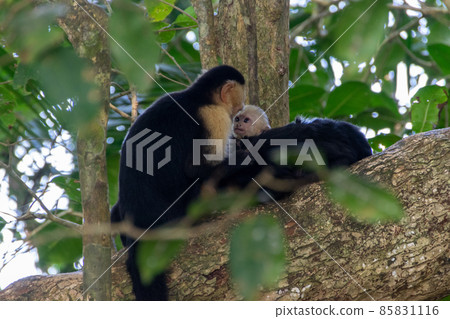 Colombian white-faced monkey found in Manuel Antonio, Costa Rica Colombian white-faced monkey found in Manuel Antonio, Costa Rica 85831116