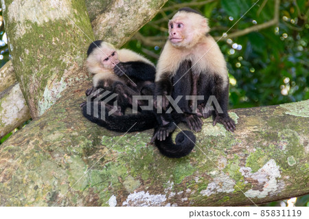 Colombian white-faced monkey found in Manuel Antonio, Costa Rica Colombian white-faced monkey found in Manuel Antonio, Costa Rica 85831119