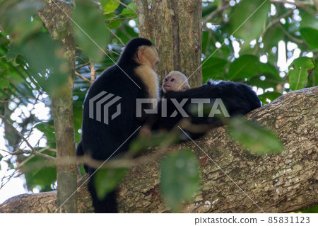 在哥斯達黎加曼努埃爾安東尼奧發現的哥倫比亞白面猴 85831123