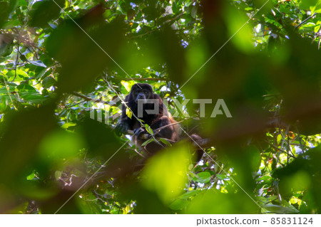 Mantled howler monkey found in Manuel Antonio, Costa Rica 85831124