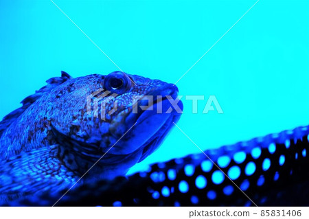 魚潛伏在水族箱底部 魚潛伏在水族箱底部 85831406