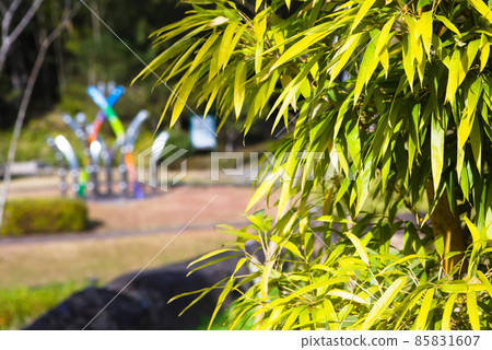 Bamboo hedge Bamboo hedge 85831607