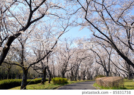 春天公園，一排櫻花樹在晴朗的天氣裡 85831738