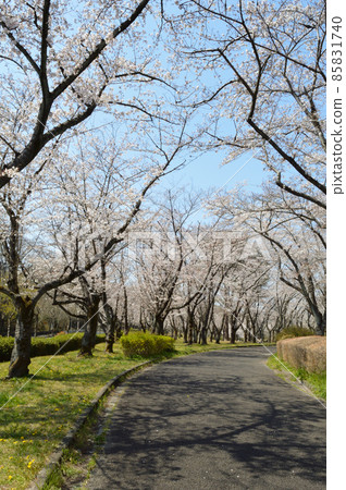 春天公園,一排櫻花樹在晴朗的天氣裡 春天公園,一排櫻花樹在晴朗的天氣裡 85831740
