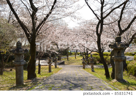 日本的春天,一條兩旁掛著石燈籠的小路,一排開滿鮮花的櫻花樹 日本的春天,一條兩旁掛著石燈籠的小路,一排開滿鮮花的櫻花樹 85831741