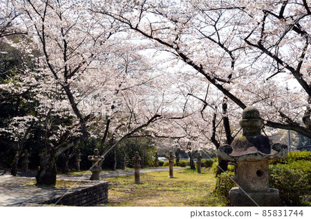 日本的春天,一條兩旁掛著石燈籠的小路,一排開滿鮮花的櫻花樹 日本的春天,一條兩旁掛著石燈籠的小路,一排開滿鮮花的櫻花樹 85831744