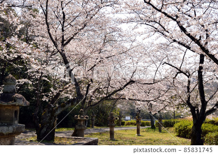 日本的春天，一條兩旁掛著石燈籠的小路，一排開滿鮮花的櫻花樹 85831745
