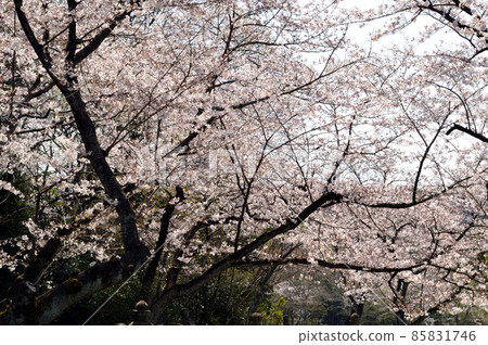 仰望日本春天盛開的櫻花樹 85831746