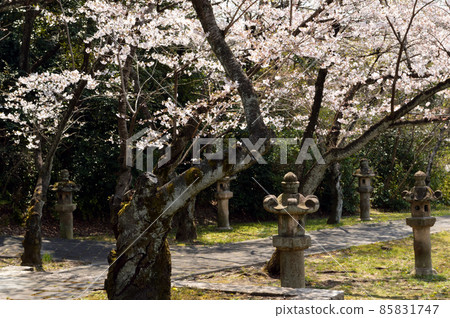 日本的春天,一條兩旁掛著石燈籠的小路,一排開滿鮮花的櫻花樹 日本的春天,一條兩旁掛著石燈籠的小路,一排開滿鮮花的櫻花樹 85831747
