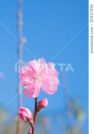 藍天背景下粉紅色桃子的特寫 藍天背景下粉紅色桃子的特寫 85831956